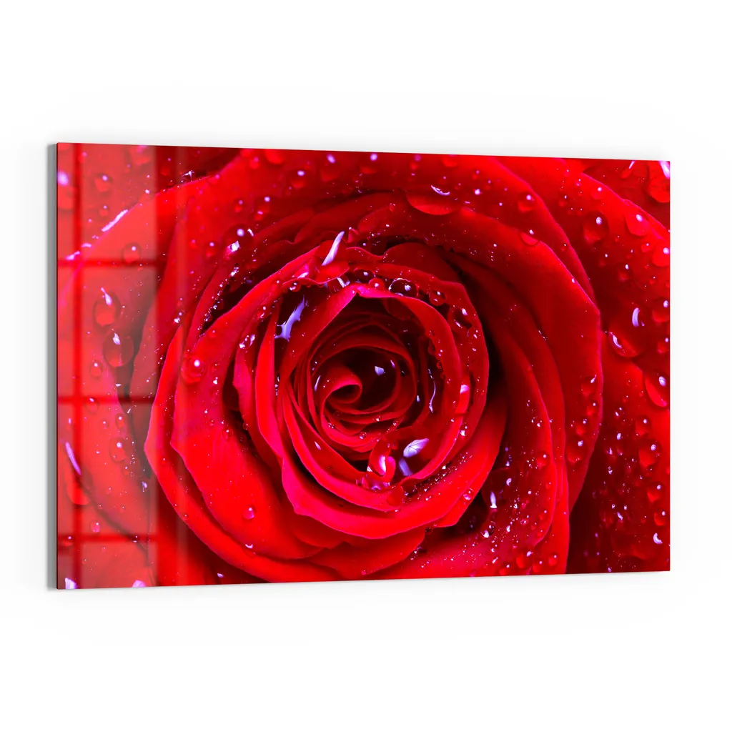 DEQORI Magnettafel Glas 60x40 cm 'Rose mit Wasserperlen' beschreibbar Whiteboard